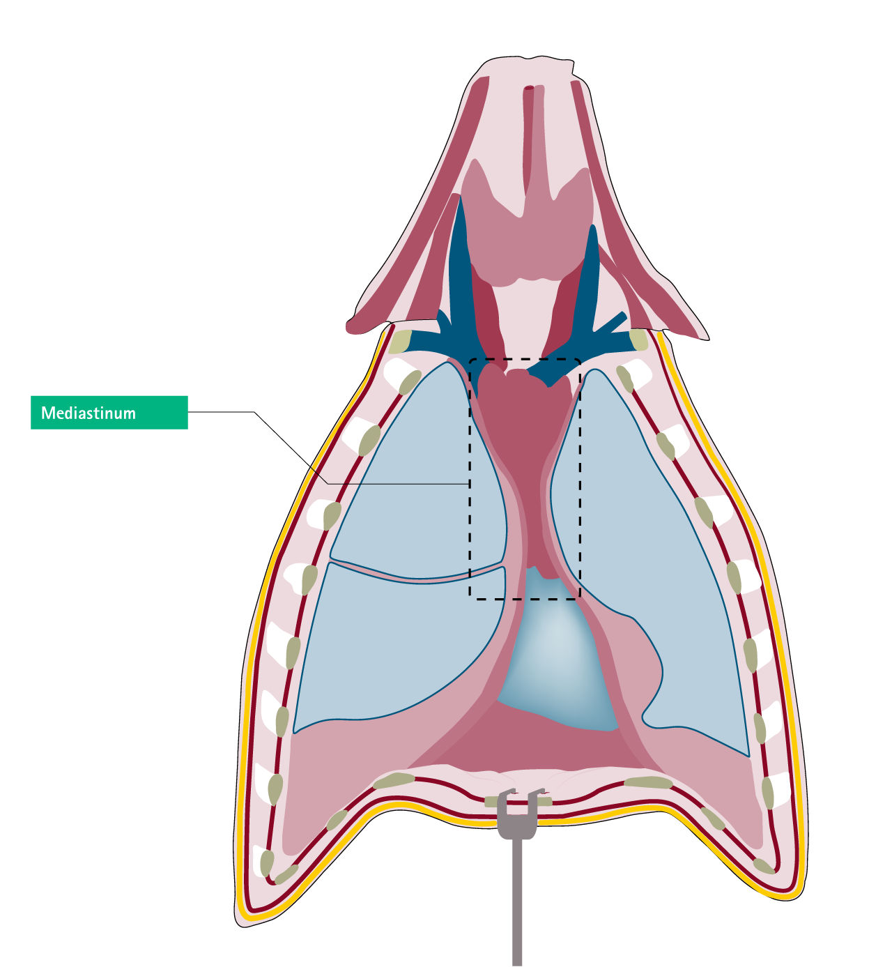 Mediastino