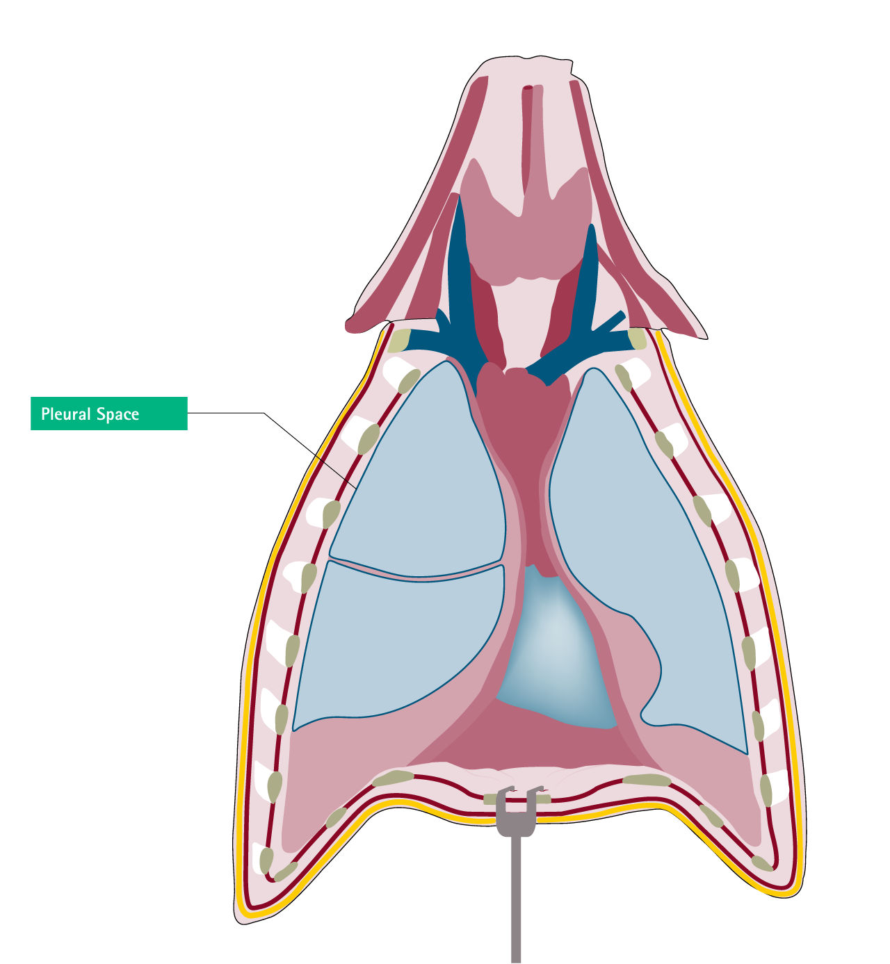 Espacio pleural